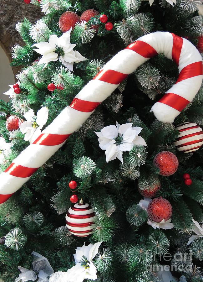Candy Cane Holiday Photograph by World Reflections By Sharon