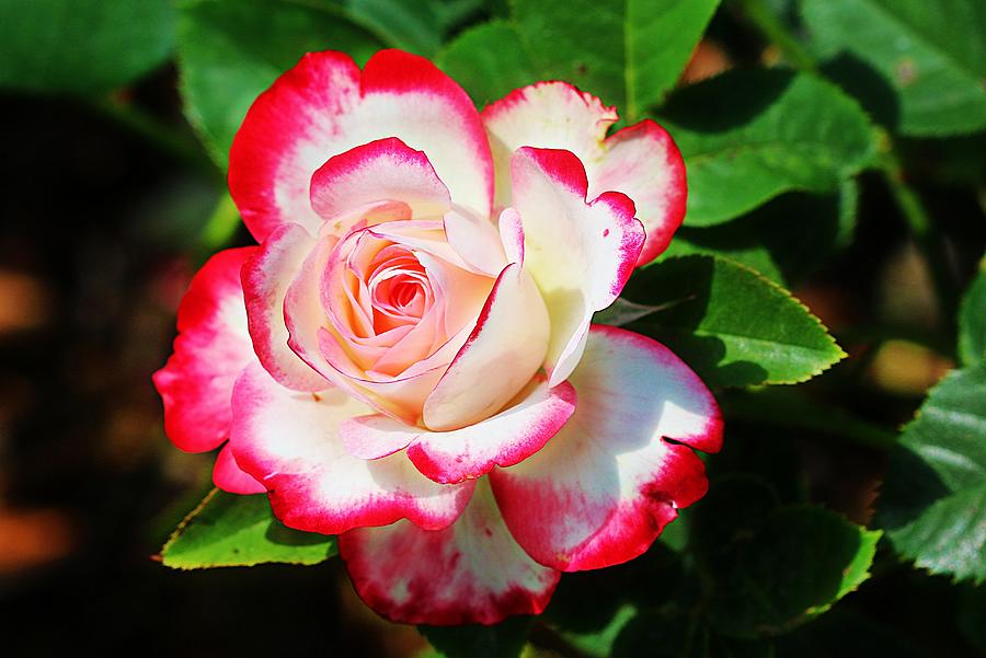 Candy Cane Rose Photograph by Carolyn May Wright - Pixels