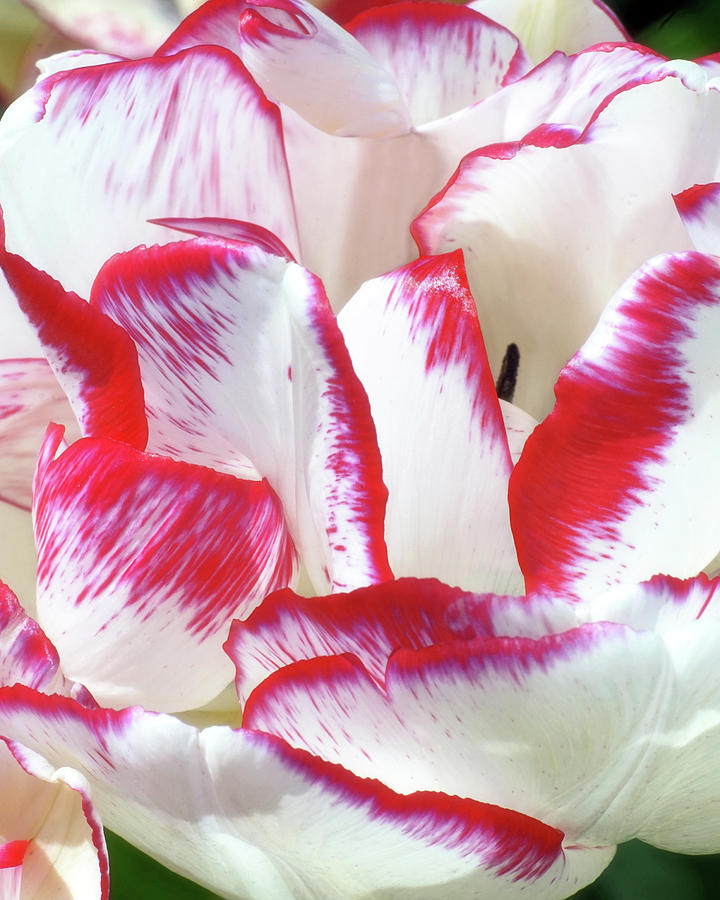 Candy Cane Tulip Photograph