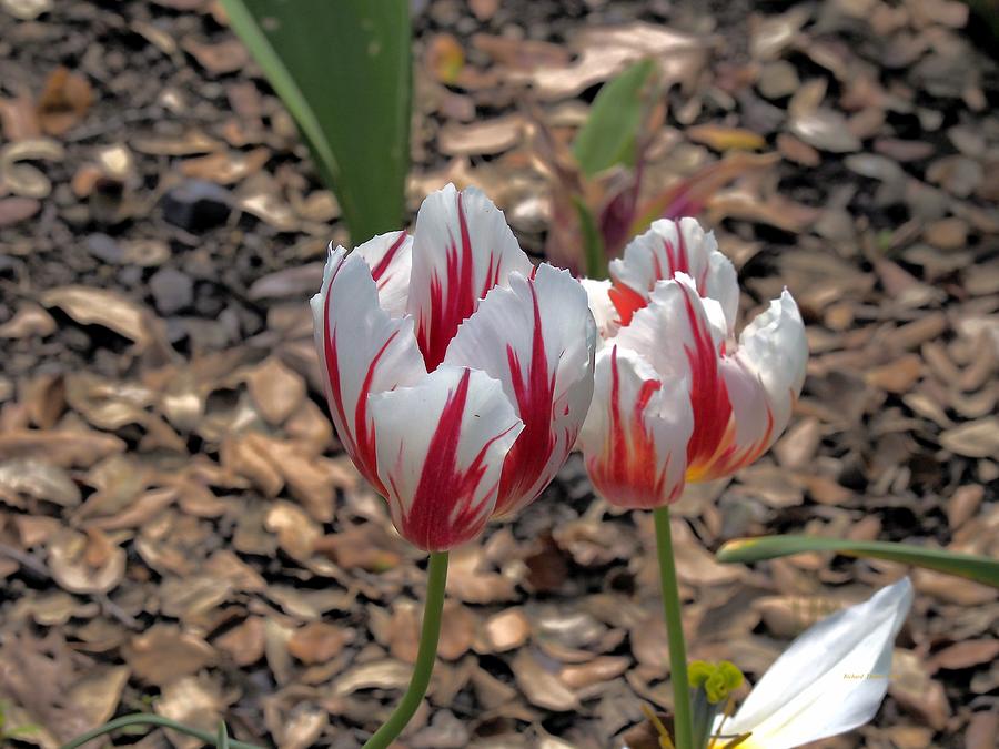 Candy Cane Tulips Photograph by Richard Thomas