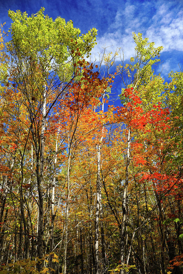 Candy Colored Autumn Forest Photograph by Dan Sproul