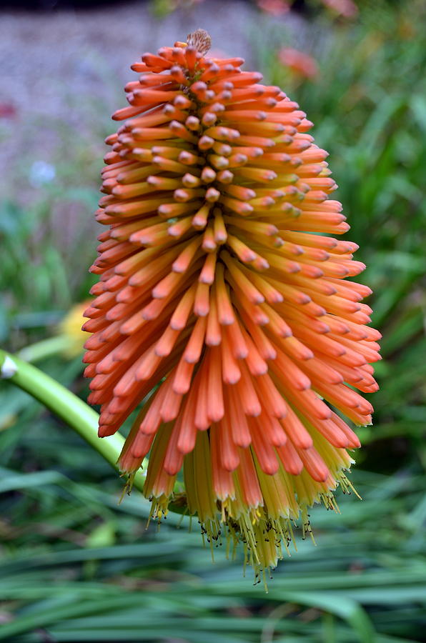 Candy Corn Flower Photograph by Lisa Poulos Williams | Fine Art America