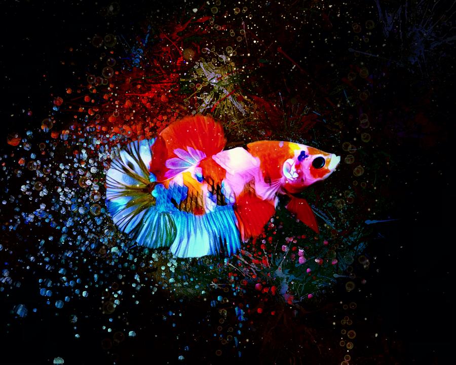 Candy Koi Plakat Betta Fish Aquatic Digital Art Scott Wallace Digital - Fine Art America