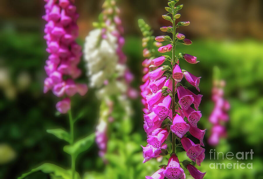 Candy Mountain Foxgloves Photograph by Shelia Hunt