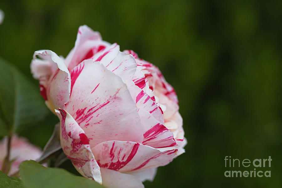 Nature Photograph - Candy Pink Rose by Joy Watson