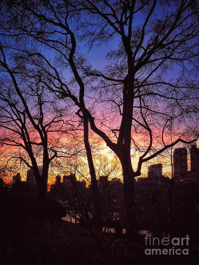 Candy Sky - Sunset in Central Park New York Photograph by Miriam Danar