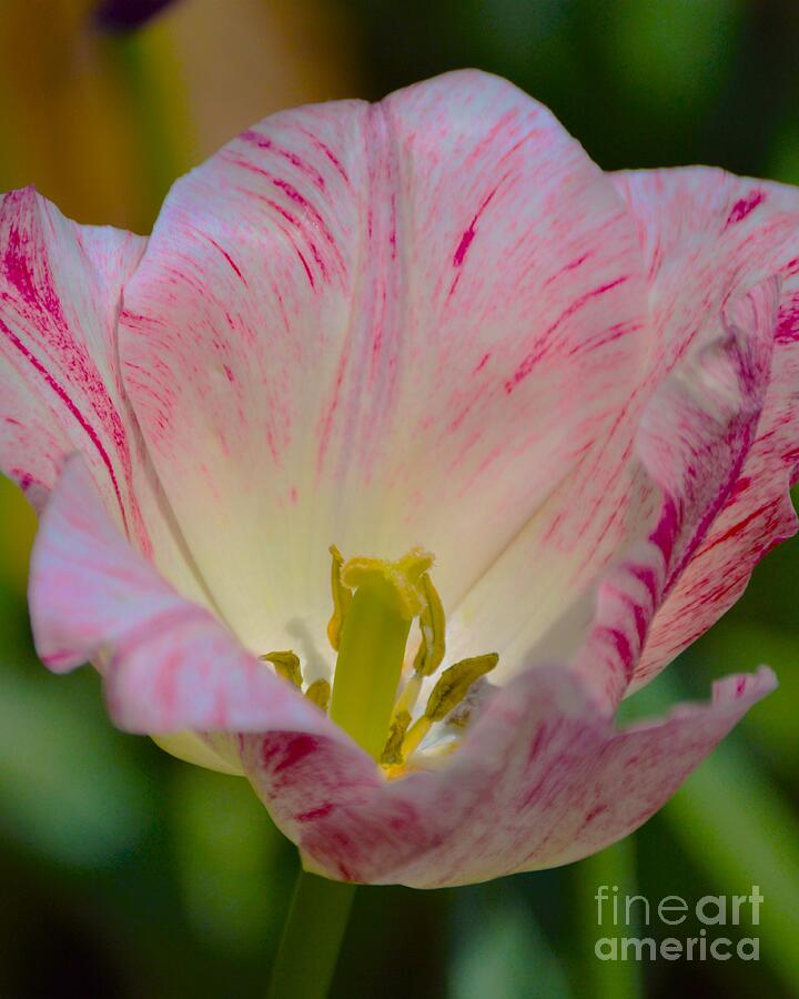 Tulip Photograph - Candy Stripe by Vickie Crum