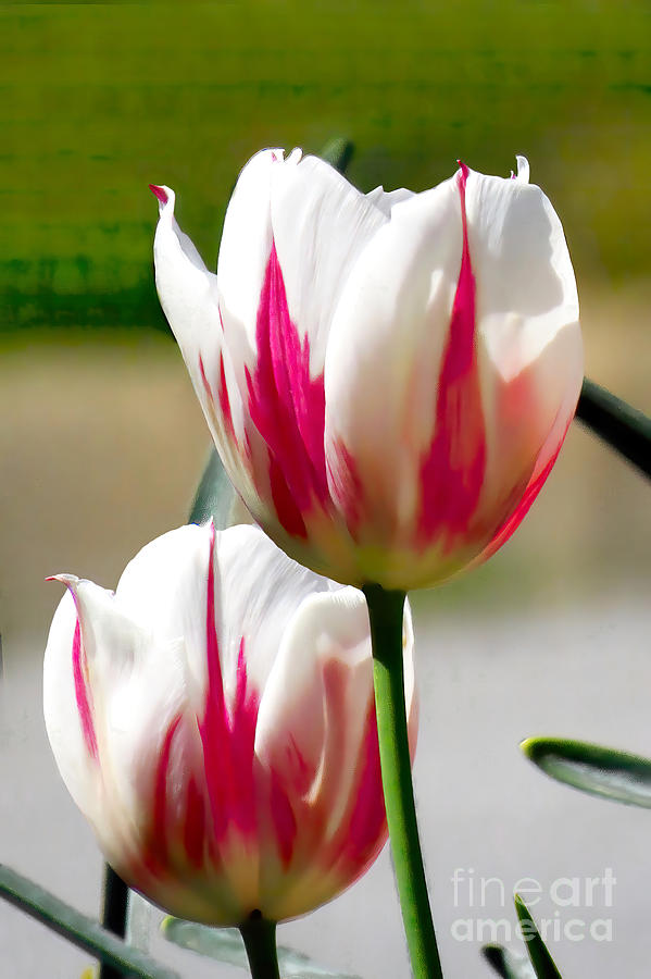 Candycane Tulips Photograph by Scott Cameron