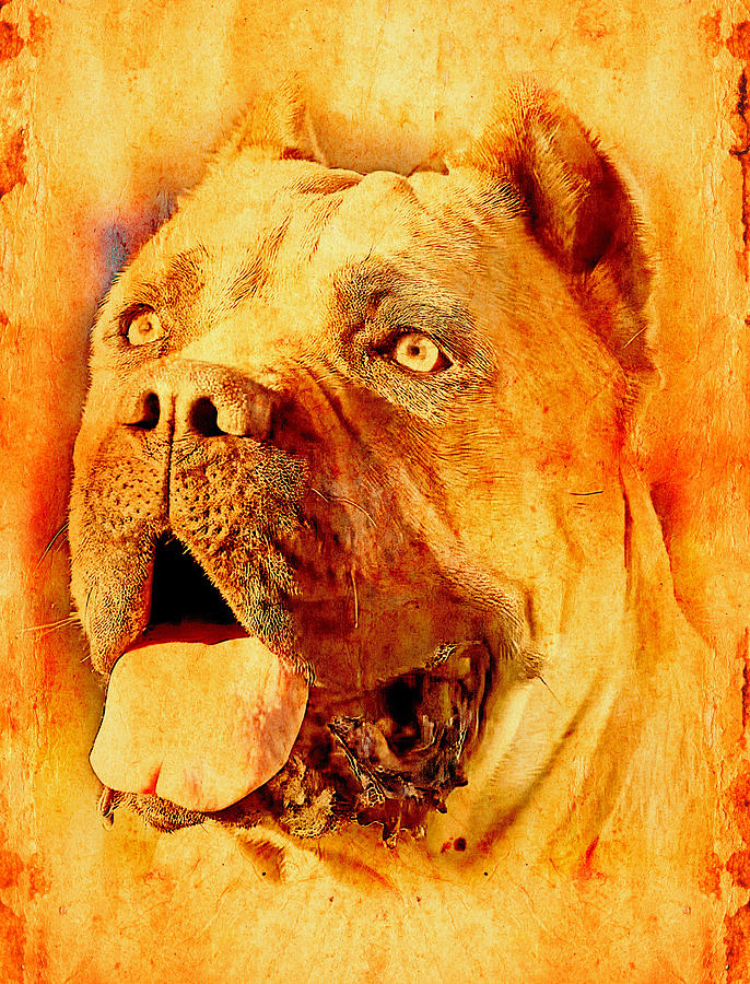 Cane Corso head blended on old paper Digital Art by Nicko Prints