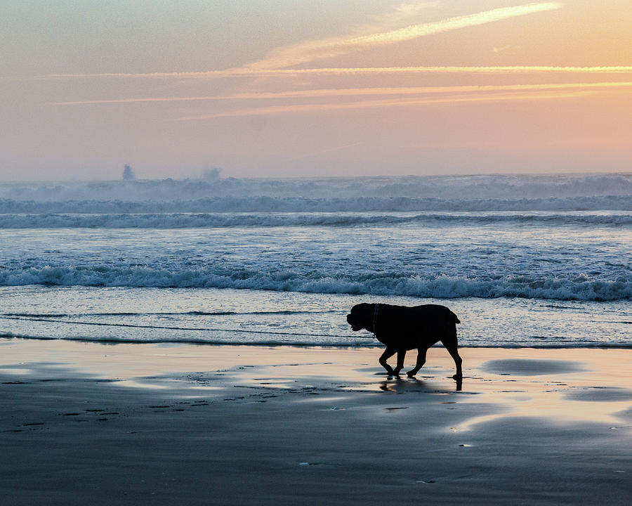 Cane Corso on Beach Photograph by Melody Hoover - Fine Art America