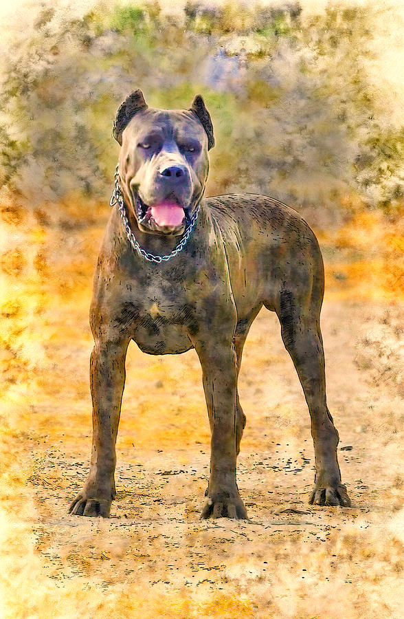 Cane Corso pen and watercolor Digital Art by Nicko Prints