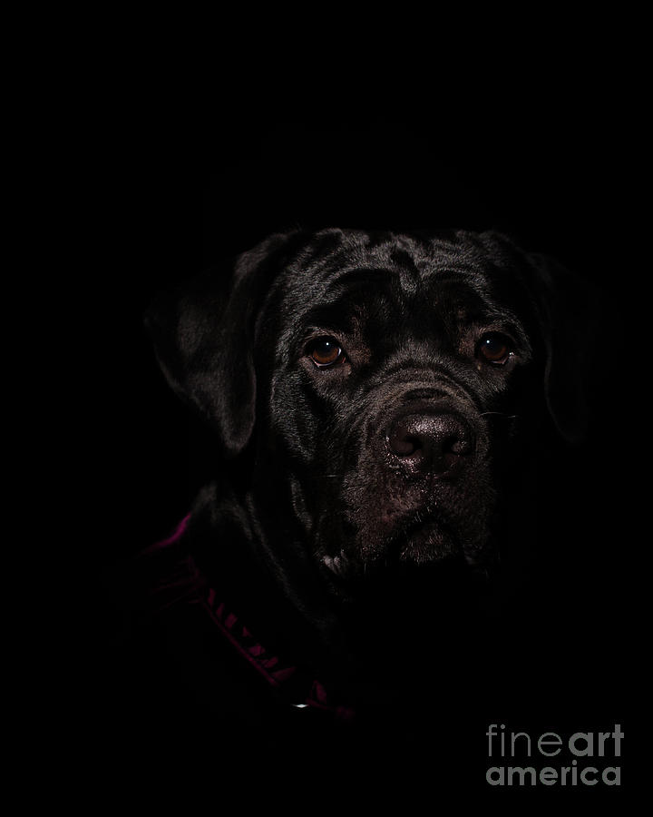 Cane Corso Puppy Low Key Animal Dog Photograph Photograph by PIPA Fine Art - Simply Solid