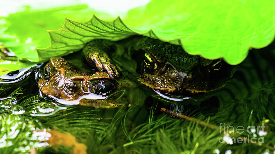 Cane Toads - Like Two Peas In A Pod Photograph