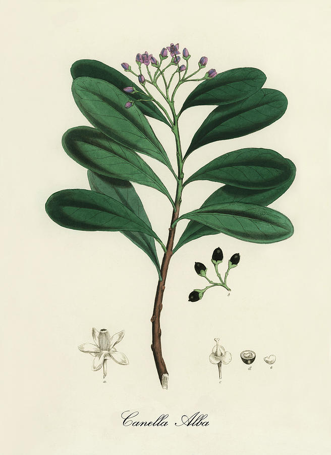 Nature Digital Art - Canella Alba - Cinnamon Bark -  Medical Botany - Vintage Botanical Illustration - Plants and Herbs by Studio Grafiikka