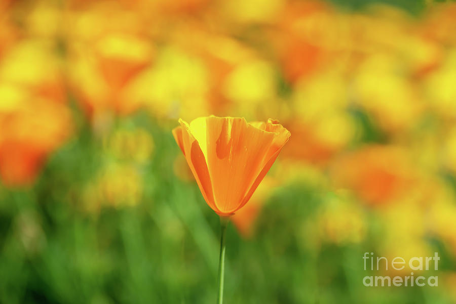 California poppy Photograph by Delphimages Photo Creations