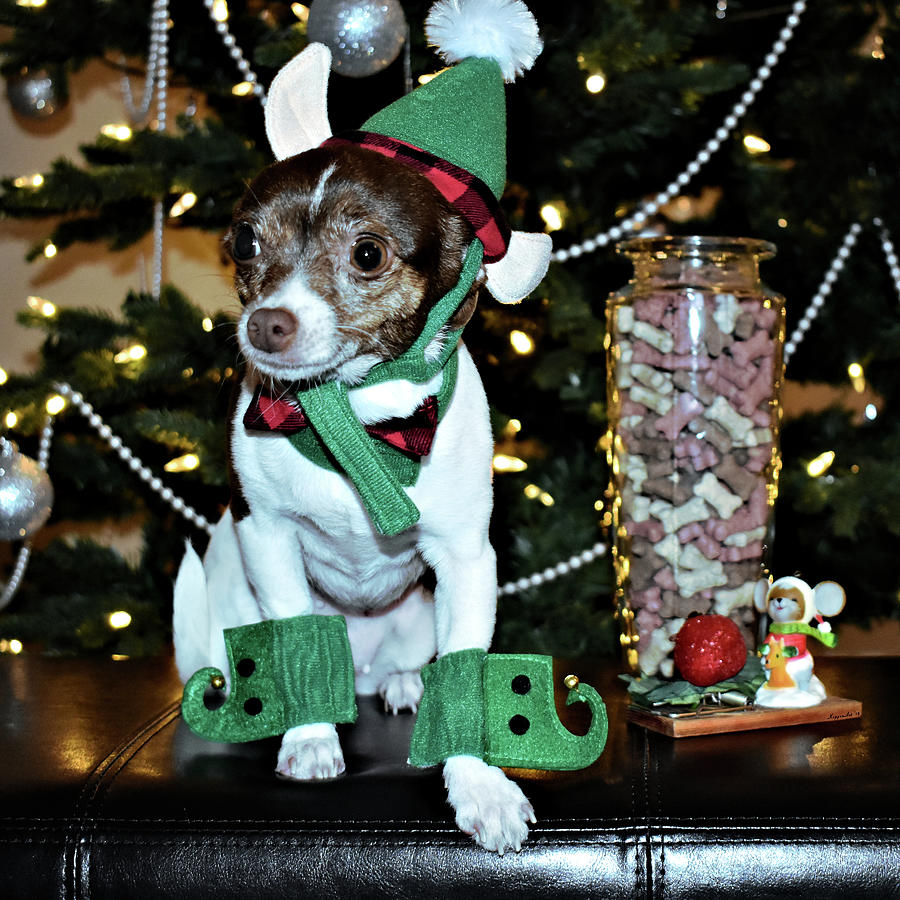 Canine Elf Costume Photograph by Kathy K McClellan