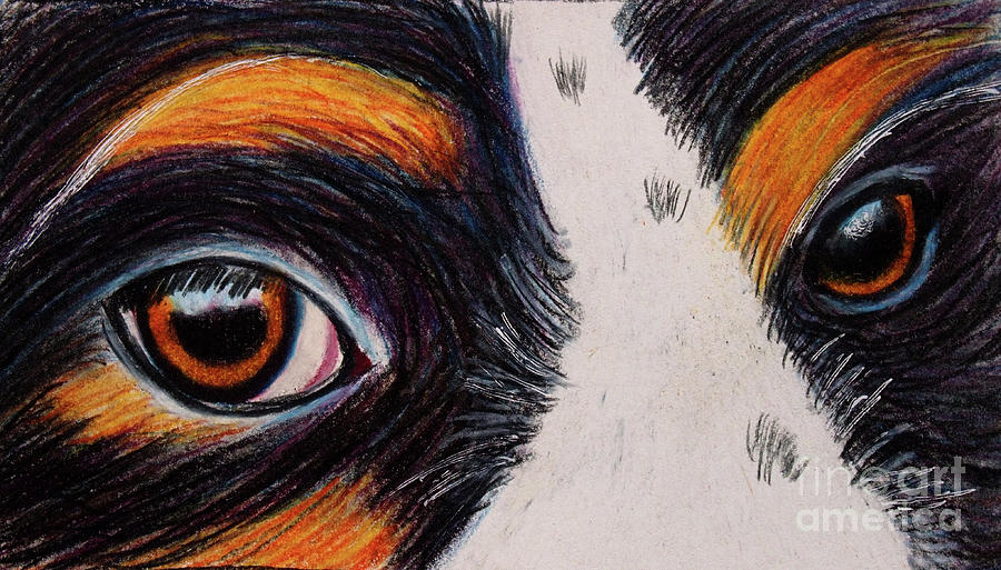 Canine Eyes Drawing by Dorothy Lee
