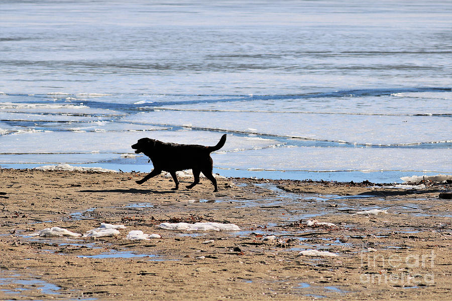 Canine On Beach Of Frozen Lake Hopkinton Photograph