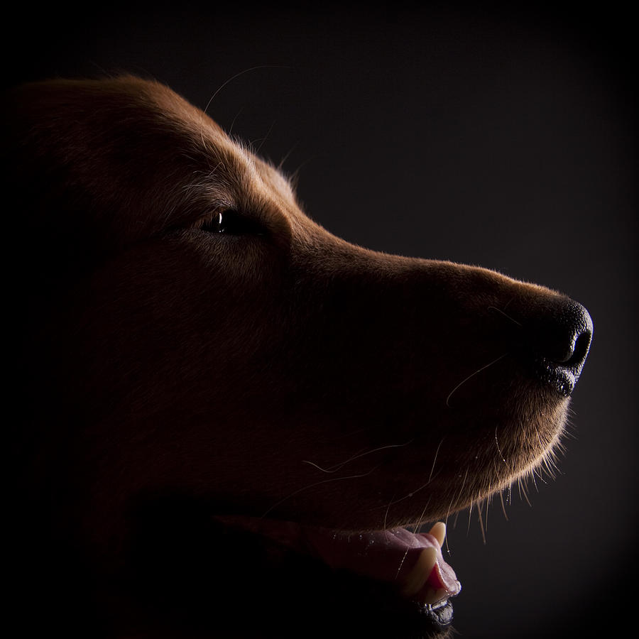 Canine Profile Photograph by Chrispecoraro