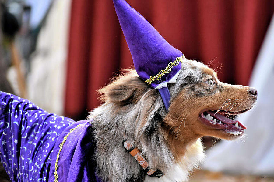 Canine Wizard Photograph by Kathy K McClellan