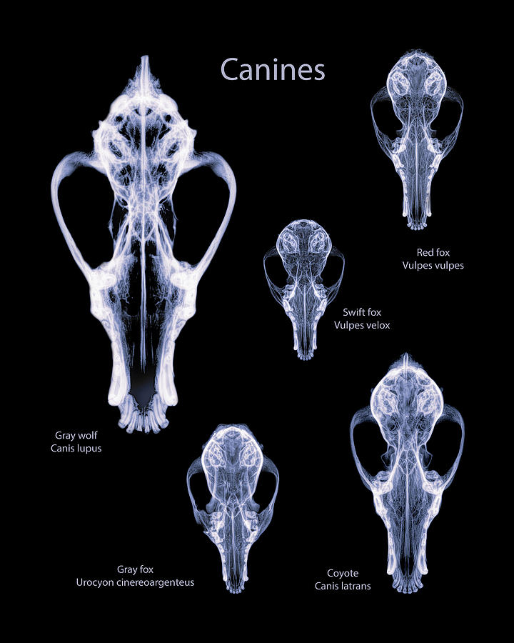 Canines -02 Photograph by Rob Graham