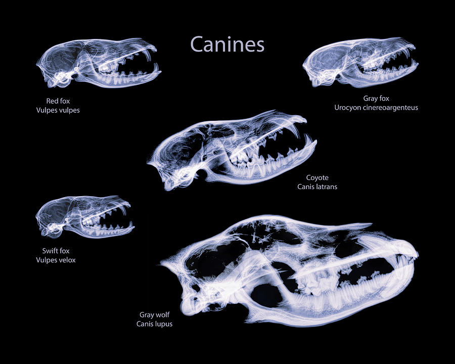 Canines -03 Photograph by Rob Graham