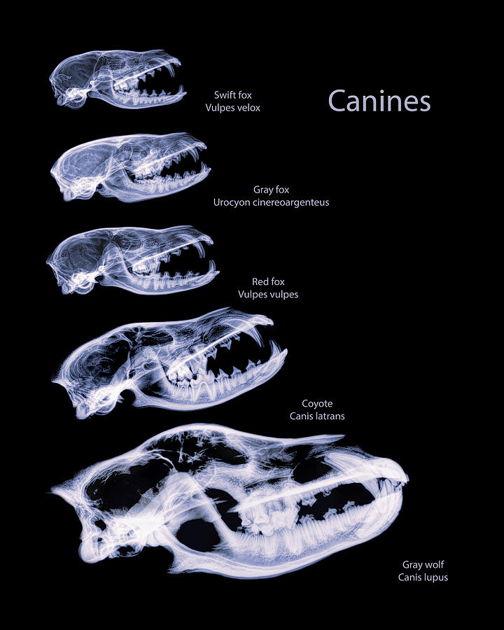 Canines -04 Photograph by Rob Graham