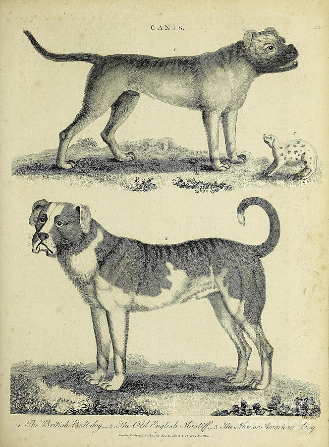 Canis Dog Breeds i1 Drawing by Historic illustrations
