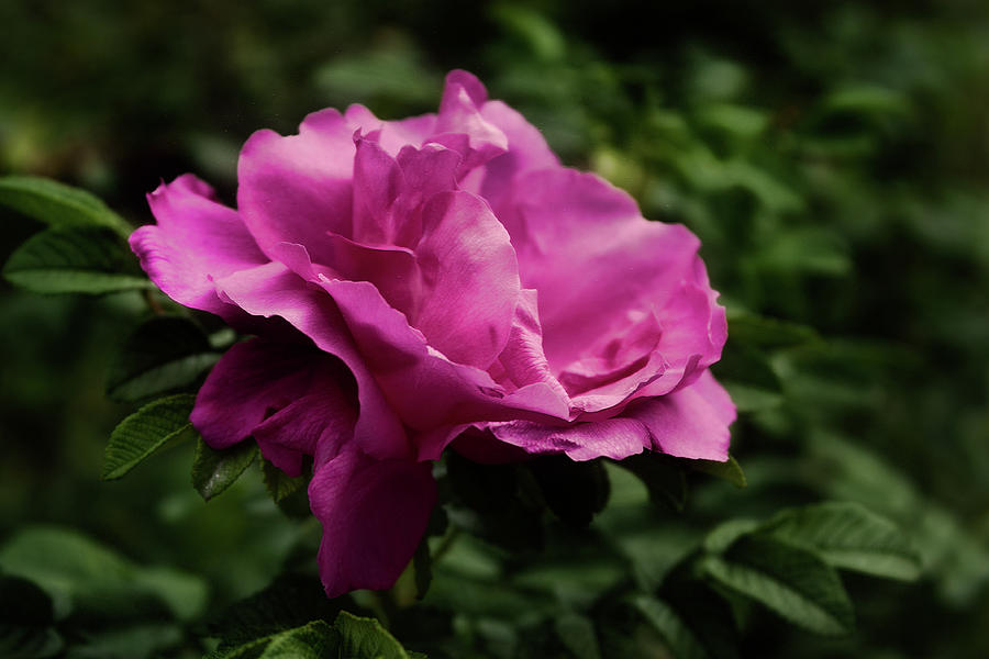Canker-Rose #2 Photograph by Margarita Buslaeva - Fine Art America