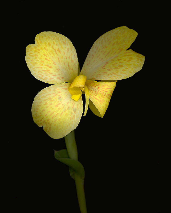 Still Life Photograph - Canna Amarillo Tropical by Suzanne Gaff