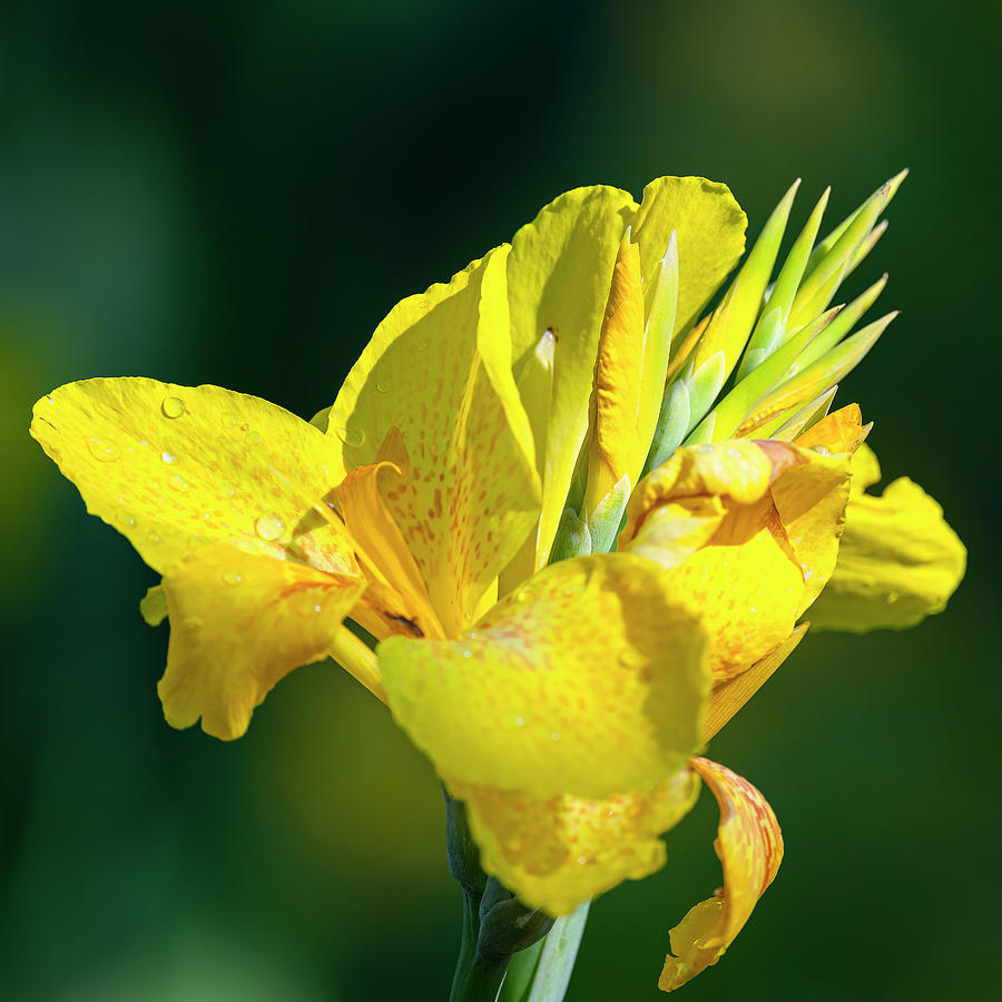 Flower Photograph - Canna Cannova Yellow by Morris Finkelstein