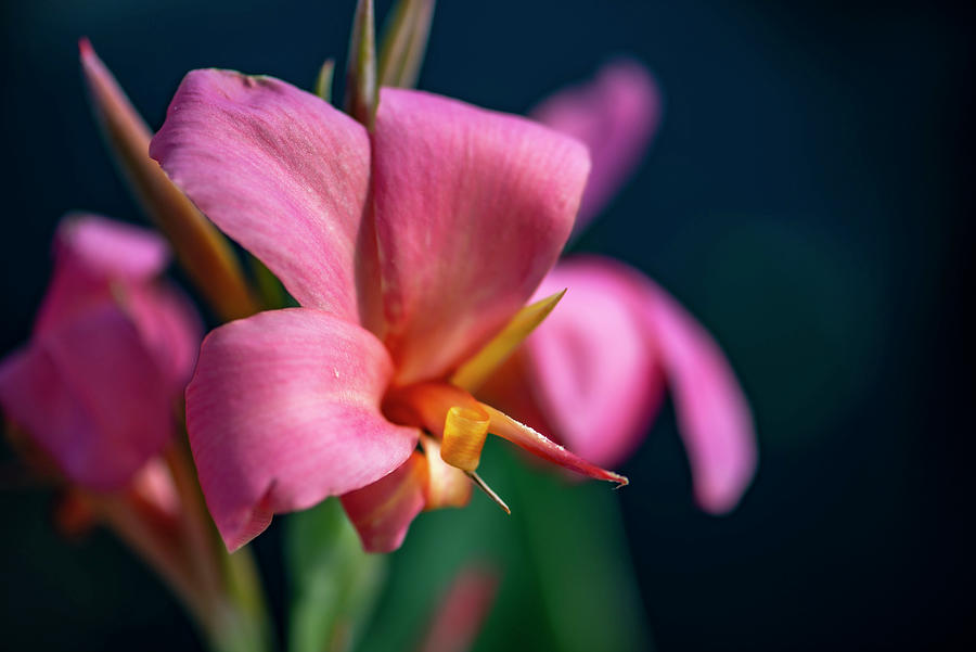 Canna Erebus Lily Photograph by Debra Kewley