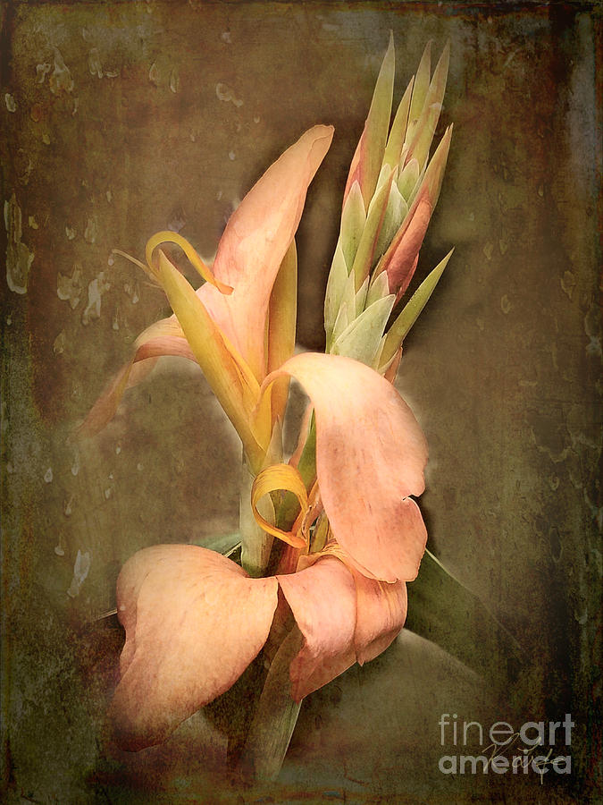 Flower Photograph - Canna Glauca by Rosanna Life