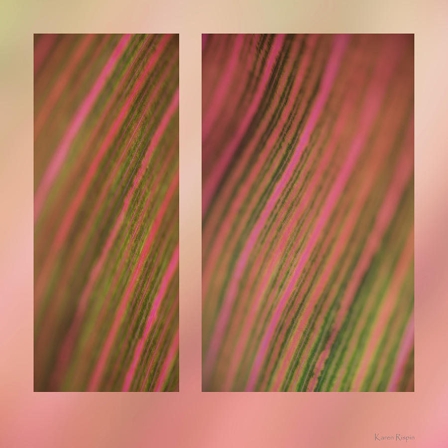 Abstract Photograph - Canna  by Phil And Karen Rispin