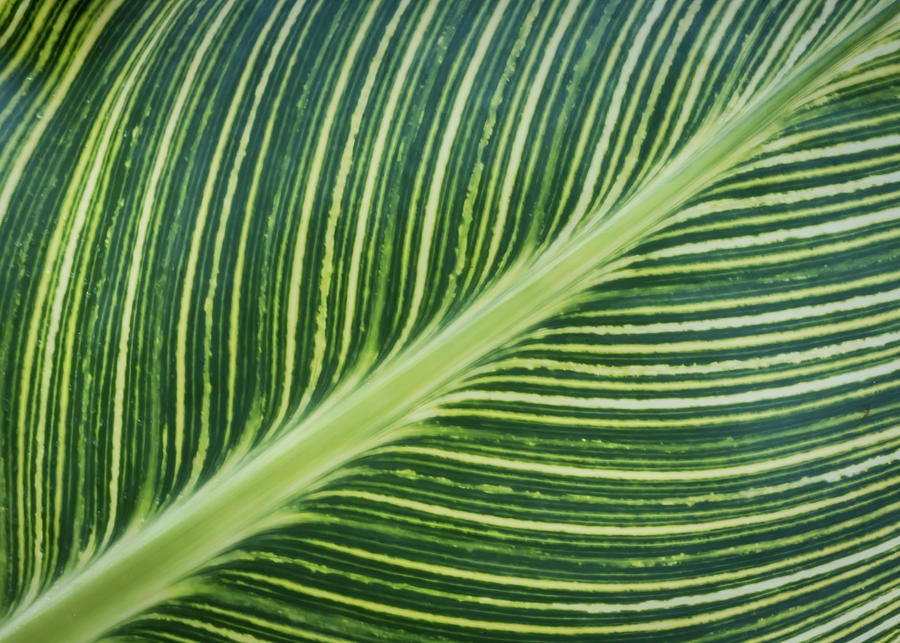 Canna Leaf Abstract Photograph by Patti Deters
