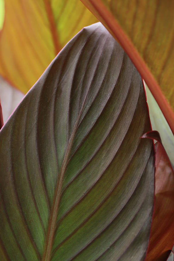 Canna Leaves Photograph by Stamp City