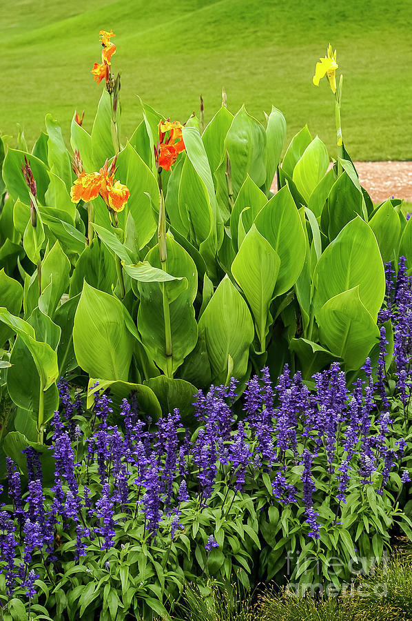 Canna Lilies and Mealy Sage in Reiman Gardens Photograph by Bob Phillips