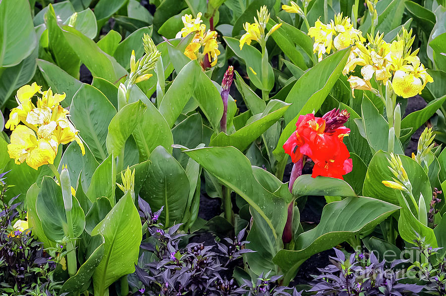 Canna Lilies in Reiman Gardens Photograph by Bob Phillips