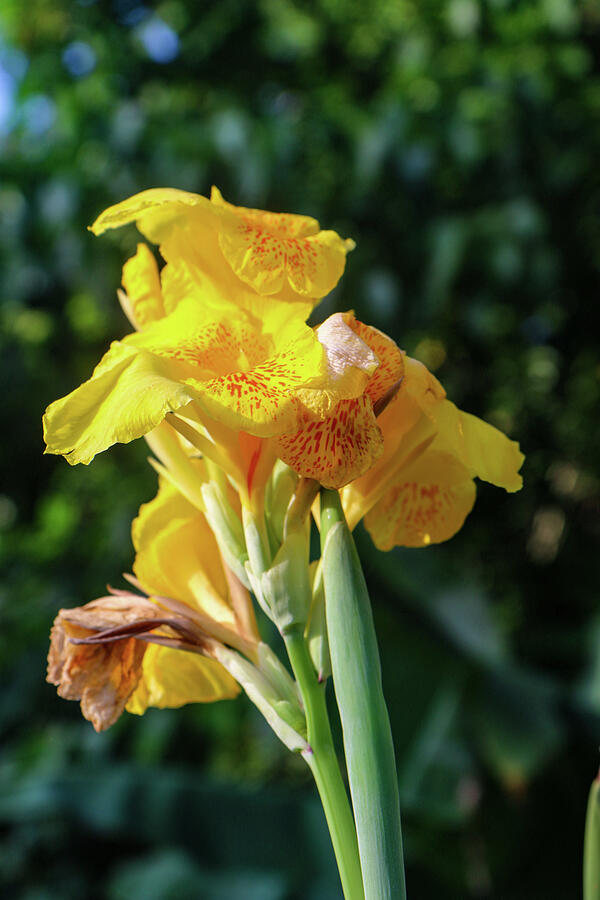 Nature Photograph - Canna Lily by Bill Rogers