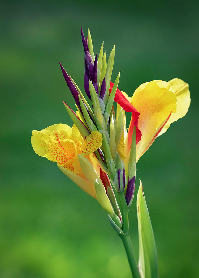 Canna Lily Blossom Photograph by Ron Grafe