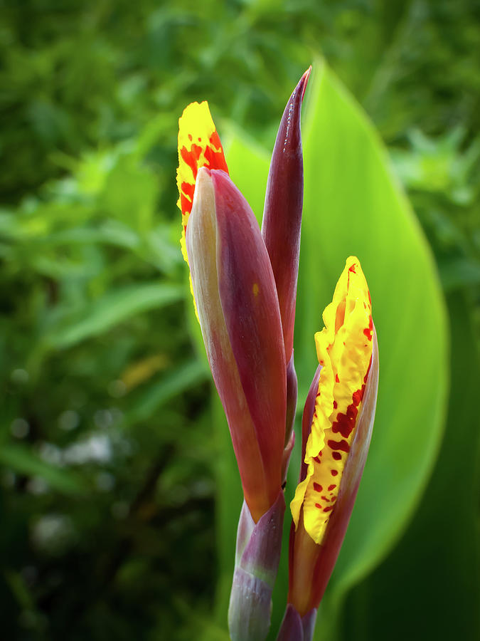 Canna Lily Buds II Photograph by Liz Fingland