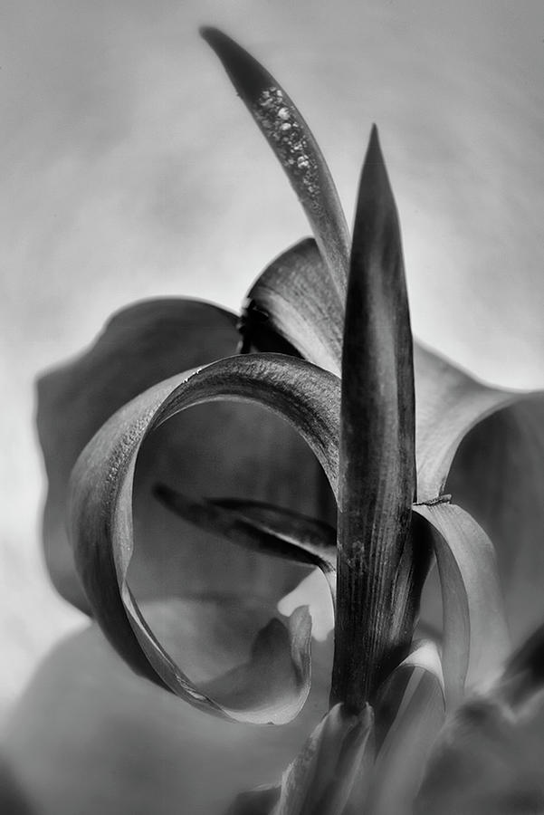 Canna Lily Photograph by Carol Eade