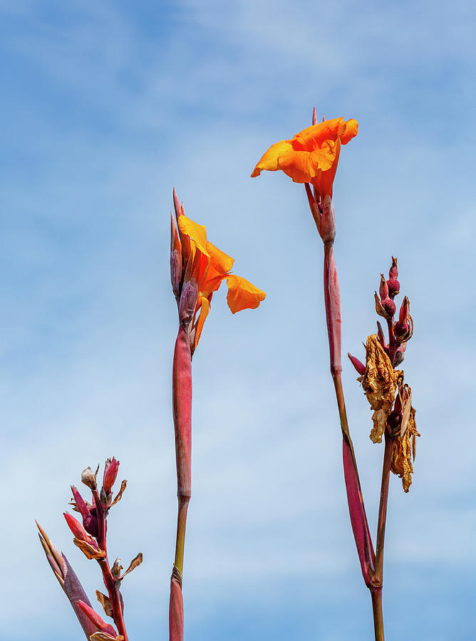 Canna Lily Photograph by Cate Franklyn