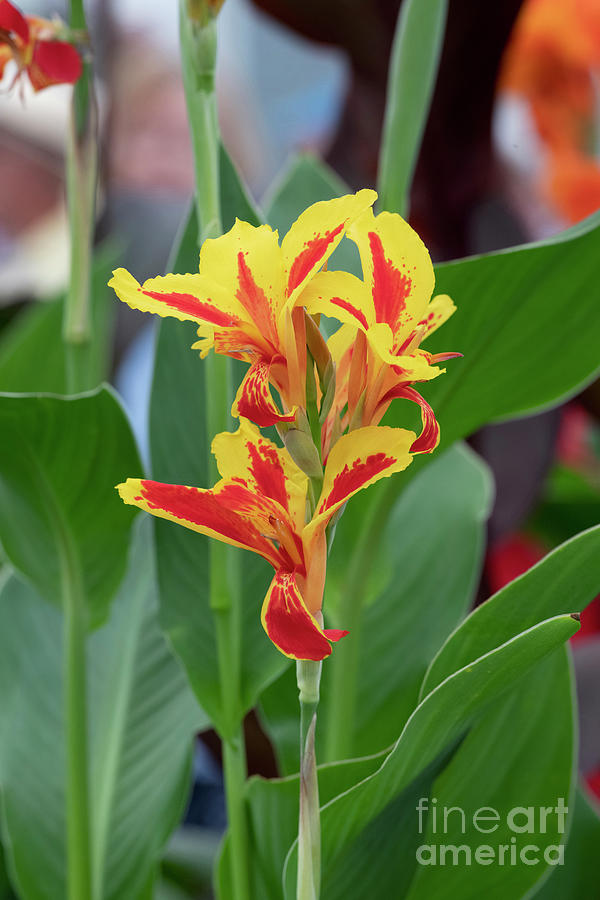 Canna Lily Charlotte Flower Photograph by Tim Gainey