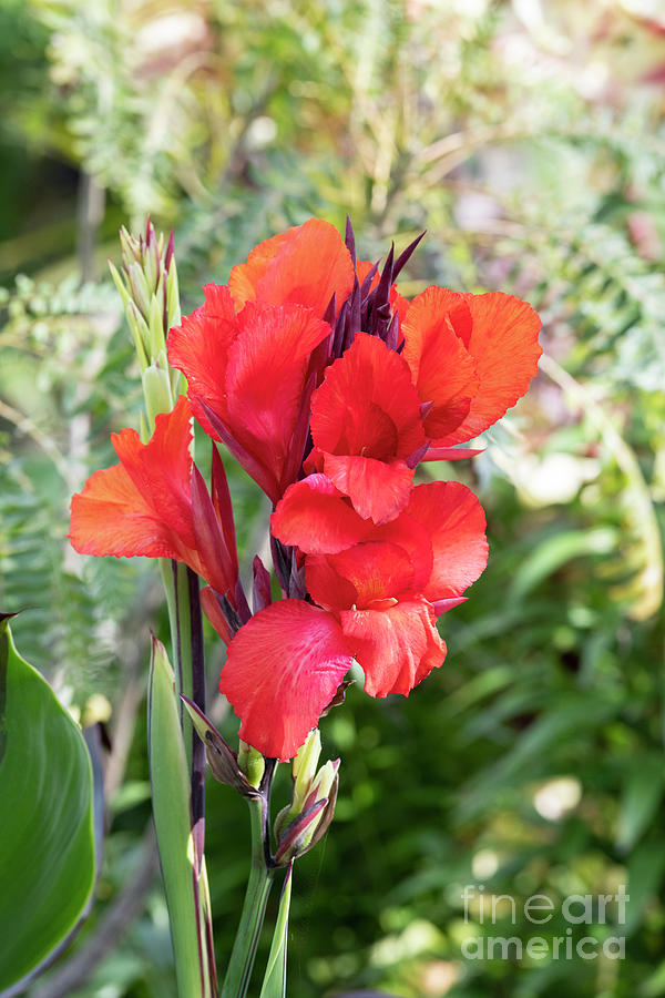 Canna Lily Cleopatra Flower Photograph by Tim Gainey
