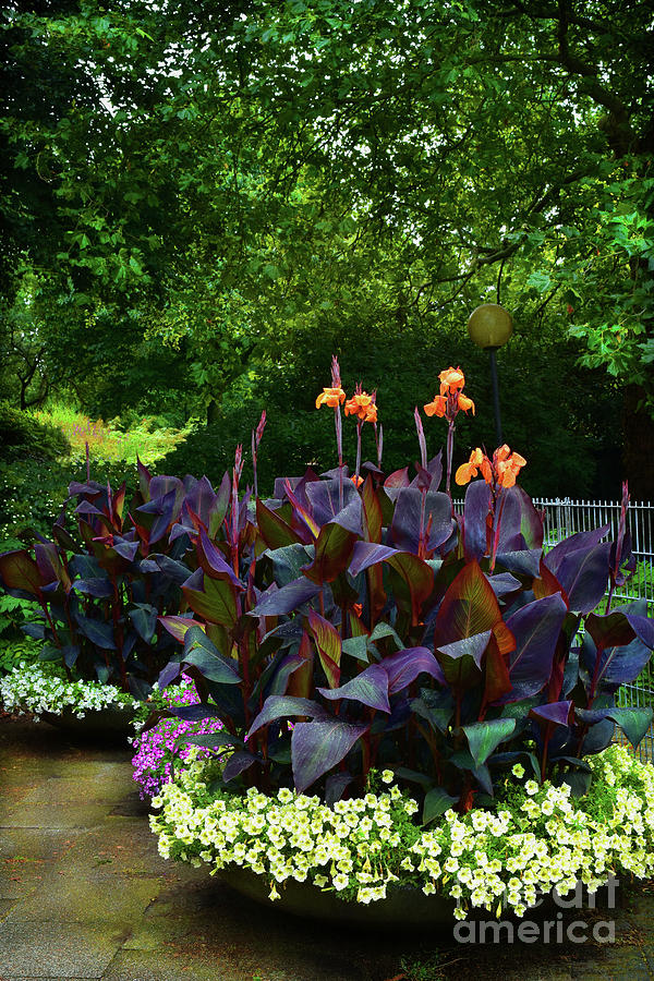 Canna Lily Display Planters Photograph by Yvonne Johnstone