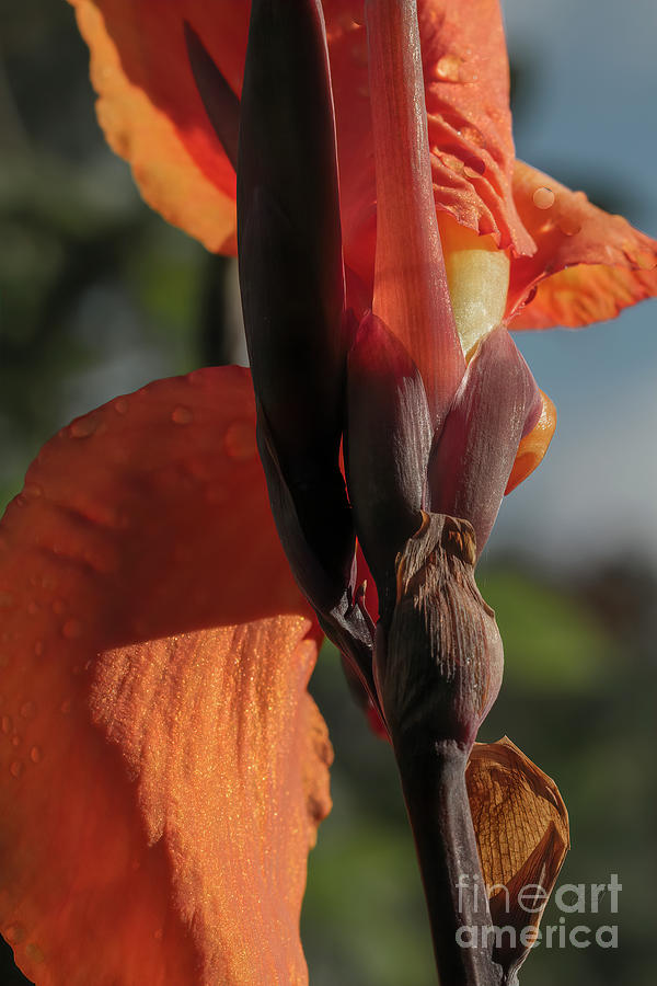 Canna Lily Photograph by Elaine Teague