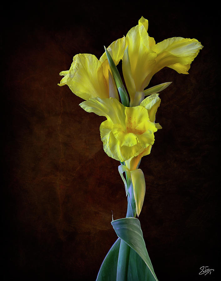 Canna Lily Photograph by Endre Balogh