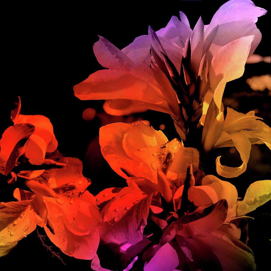 Lily Digital Art - Canna Lily Eye Candy by Hanne Lore Koehler