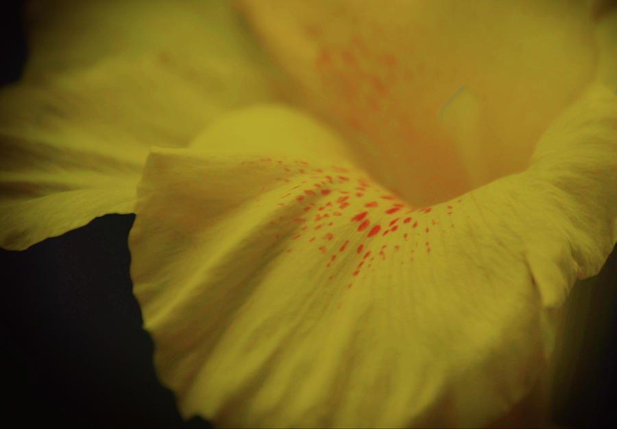 Canna Lily Flower Dramatic Close Up Photograph by Gaby Ethington